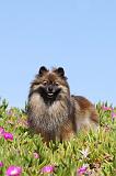 SPITZ ALLEMAND 179